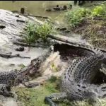সুন্দরবনে বাড়ছে কুমিরের সংখ্যা! কুমির সংরক্ষণে জোর বনদপ্তরের