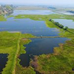 বড়বিল: কচুরিপানায় ঢাকা জীবনের অন্ত্যেষ্টি