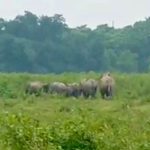 লোকালয়ে হাতির দলের তান্ডব, আতঙ্কে বন্ধ স্কুল