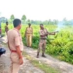 দেবপাড়া চা বাগানে জোড়া চিতাবাঘের আতঙ্ক