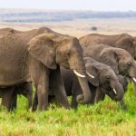 বুনো হাতির দল ঢুকে পড়ল অফিস প্রাঙ্গণে! আতঙ্কে নিদ্রাহীন রাত কাটালেন অফিসাররা