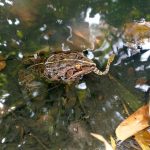 ব্যাঙের পেটে সাপ!