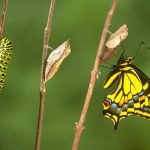 তোমাকে শুঁয়োপোকা থেকে প্রজাপতি হতে হবে