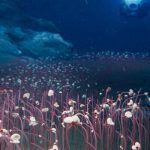 সমুদ্রের গভীরে অদ্ভুত প্রাণীর সন্ধান