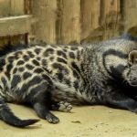 বিয়েতে ১০০ বিড়াল উপহার