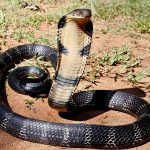 লোকালয় থেকে উদ্ধার! বিশাল কিং কোবরা