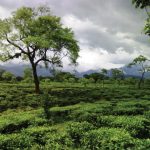 দলিল নকল করে ৪০০ একর জমি জালিয়াতি ঝাড়গ্রামে অভিযোগ, কলকাতার তিন সংস্থা হাতিয়েছে ৫০০ কৃষকের জমি