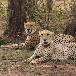 আফ্রিকা থেকে ভারতে আসছে চিতা, ছাড়া হবে গান্ধীনগর, কুনো ও বান্নিতে