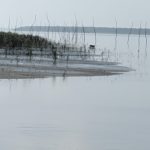 বাসন্তীতে বাঘের পায়ের ছাপ ঘিরে আতঙ্ক