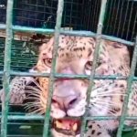 গুডহোপ চা বাগানে খাঁচাবন্দি চিতাবাঘ, শ্রমিকমহলে স্বস্তির নিঃশ্বাস