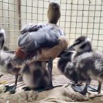পাঁচ শাবকসহ মা বালি হাঁস উদ্ধার