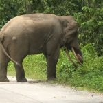 ধূপগুড়ির হিন্দি কলেজ চত্বরে হাতির দল, তীব্র চাঞ্চল্য