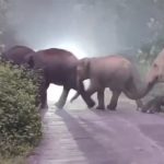 হাতির তাণ্ডবে বিঘের পর বিঘে ফসল নষ্ট