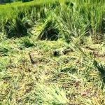 পুজোর মুখে হাতির তাণ্ডব: মৃত্যু এক, নষ্ট বহু ধানক্ষেত