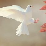 দ্বিচারিতা ও কপটতা ছাড়লেই শান্তি ফিরবে বিশ্বে