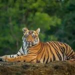 শীতে বাঘের লোকালয়ে প্রবেশের কারণ ও প্রতিকার