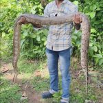 উদ্ধার বিশালাকার ইন্ডিয়ান রক পাইথন