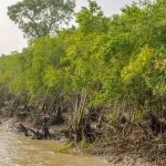 পুজোয় নিম্নচাপ ও দুর্যোগপূর্ণ আবহাওয়ায় সুন্দরবনের পর্যটন মার খাবার আশঙ্কা পর্যটকদের