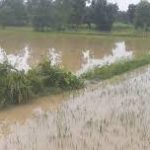 টানা বৃষ্টিতে বাগনানের শত একর ধানজমি জলের তলায়