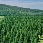 সবুজের সমারোহে বিশ্বে নবম ভারত