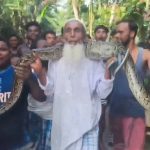 বন্যার জলে ভেসে এসে ১২ ফুটের অজগর! সেলফি বিতর্কে চাঞ্চল্য বানারহাটে