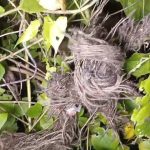 ভাঙড়ে তৃণমূলের সভা চলাকালীন বোমাবাজি, চাঞ্চল্য এলাকায়