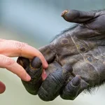 মানুষ নাকি পশু