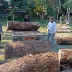 ভাঙড়ে তৃণমূল নেতার গাছ কাটার অভিযোগে উত্তেজনা, অভিযোগের তীর আইএসএফ এর দিকে