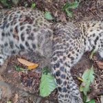 চা বাগানের নালা থেকে উদ্ধার চিতাবাঘের মৃতদেহ