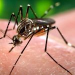 বর্ষার শেষে ডেঙ্গির থাবা মালদায়, উদ্বেগে প্রশাসন ও স্বাস্থ্য দপ্তর