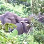 জাতীয় সড়কের পাশে দুই দাঁতাল হাতির তুমুল লড়াই, থমকে গেল যান চলাচল