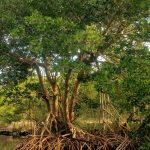 সুন্দরবনে ফের ম্যানগ্রোভ ও ঝাউ গাছ কাটার অভিযোগে চাঞ্চল্য