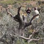 কেন জলপাই গাছ ধ্বংস করে ইসরাইল?