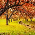 এবারের শরৎ