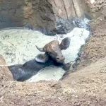 পরিত্যক্ত রেলকুয়ো থেকে বাইসন উদ্ধার, চাঞ্চল্য এলাকায়