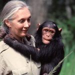 জেন গুডল: প্রকৃতি প্রেমকে দিয়েছেন নতুন মাত্রা