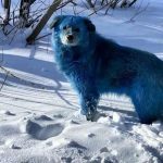 নীল কুকুর: চেরনোবিলে রহস্য