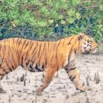 সুন্দরবনে ফের বাঘের হামলা: উদ্ধার কুলতলির মৎস্যজীবীর দেহ