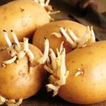 অঙ্কুরিত আলু খাওয়া কি নিরাপদ?