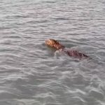 সুন্দরবনে বাঘের দর্শন পেল পর্যটকের দল