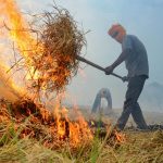 ধানের পালায় দুষ্কৃতীদের আগুন, চোখের জলে ভাসছেন কৃষক পরিবার
