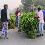 একসময় রেশমের ঘ্রাণে ভরা ছিল কালিয়াচক-মোথাবাড়ি, এখন তুতপাতা বিক্রি হচ্ছে গরুর খাবার হিসেবে