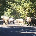 জাতীয় সড়কের উপর হাতির দল! থমকে গেল যান চলাচল