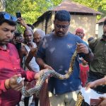 গ্রামে হাঁস খেতে এসে ধরা পড়ল অজগর, এলাকায় আতঙ্ক