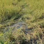 লোকালয়ে বন্য হাতির হানা, রাতভর তাণ্ডবে ক্ষতিগ্রস্ত ধানক্ষেত ও বাড়িঘর