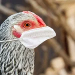 করোনার থেকে ভয়াবহ বার্ড ফ্লু, আশঙ্কা বিজ্ঞানীদের