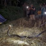 ১১ ফুট লম্বা কিং কোবরা উদ্ধার!