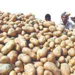 আলু খাওয়া এক সপ্তাহ বন্ধ রাখলে কী হবে? পাবেন অনেক উপকার, মিলবে ‘মিরাকল’ রেজাল্ট