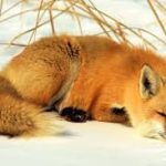 ঋতুর সঙ্গে রং বদলায় এই শিয়াল