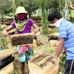 মৌমাছি পালন, মধু উৎপাদন, বিকল্প কর্মসংস্থান বনফুল-এর